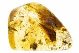 Polished Colombian Copal ( g) - Huge Orange Mite! #304251-1